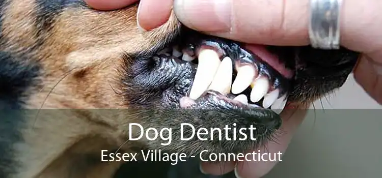 Dog Dentist Essex Village - Connecticut