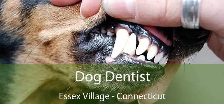 Dog Dentist Essex Village - Connecticut