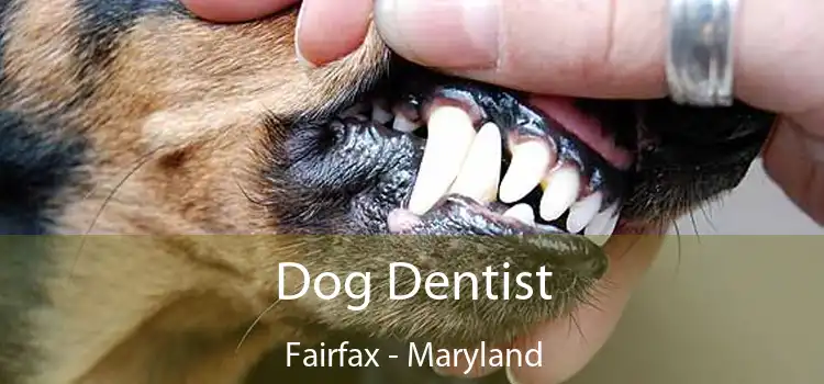 Dog Dentist Fairfax - Maryland