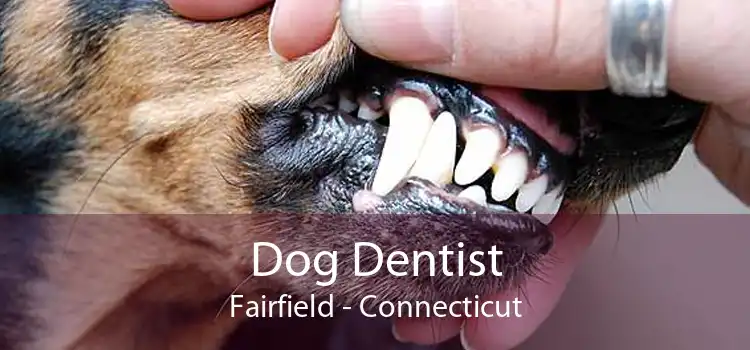 Dog Dentist Fairfield - Connecticut