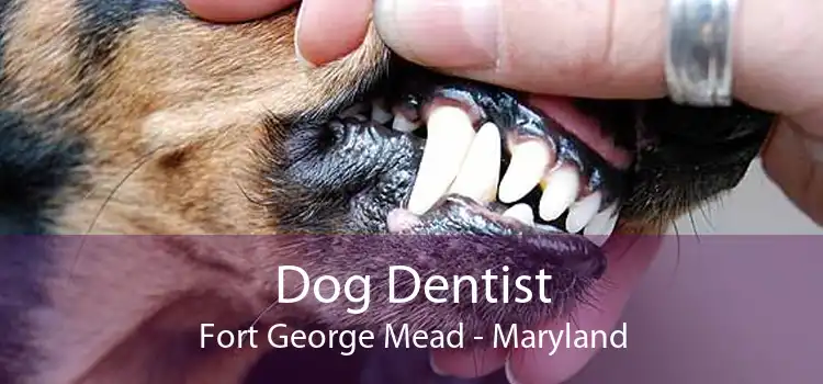 Dog Dentist Fort George Mead - Maryland