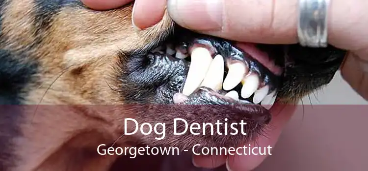 Dog Dentist Georgetown - Connecticut