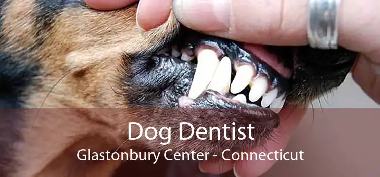 Dog Dentist Glastonbury Center - Connecticut