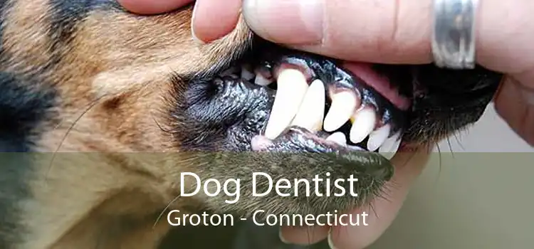 Dog Dentist Groton - Connecticut