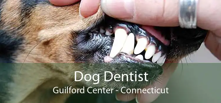 Dog Dentist Guilford Center - Connecticut