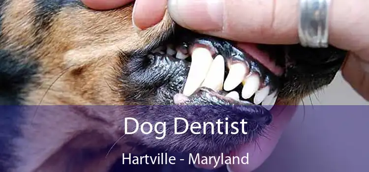 Dog Dentist Hartville - Maryland