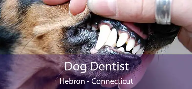 Dog Dentist Hebron - Connecticut