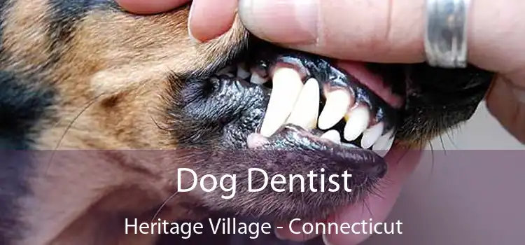 Dog Dentist Heritage Village - Connecticut