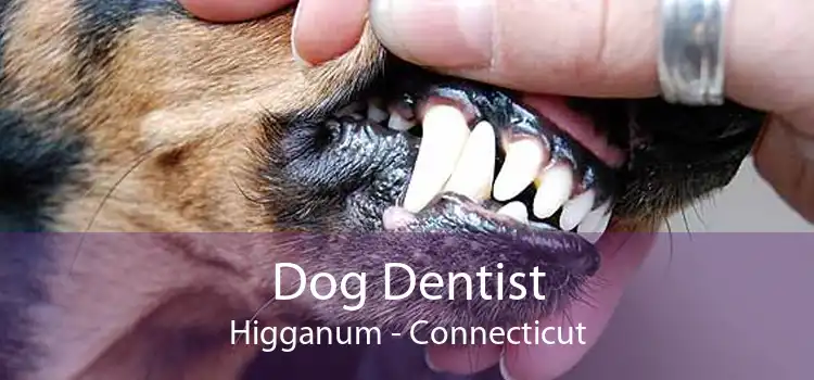 Dog Dentist Higganum - Connecticut