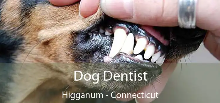 Dog Dentist Higganum - Connecticut