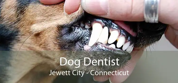 Dog Dentist Jewett City - Connecticut