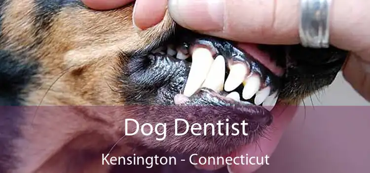 Dog Dentist Kensington - Connecticut