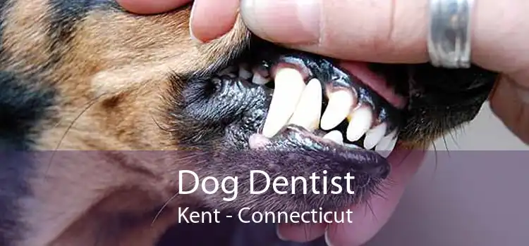 Dog Dentist Kent - Connecticut