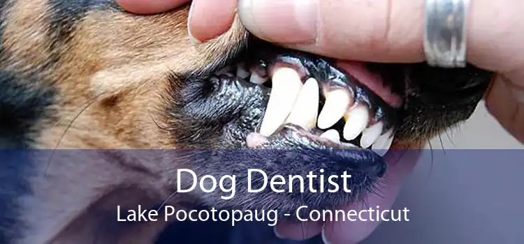 Dog Dentist Lake Pocotopaug - Connecticut