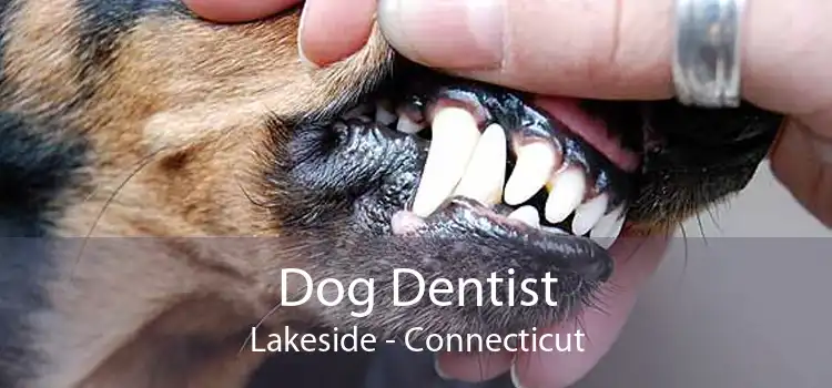 Dog Dentist Lakeside - Connecticut