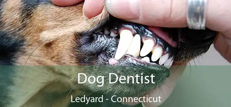 Dog Dentist Ledyard - Connecticut