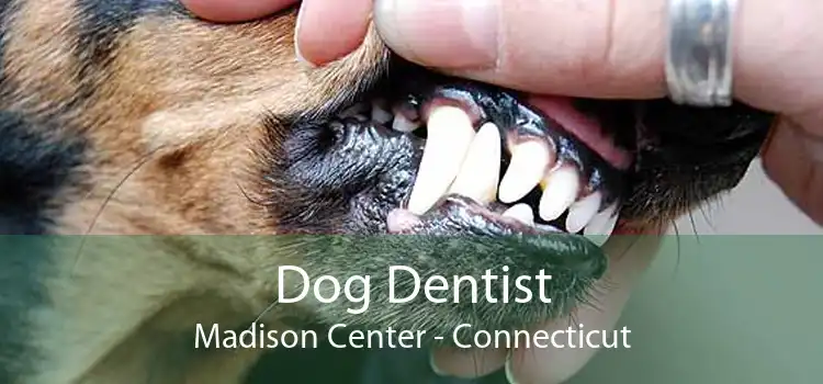 Dog Dentist Madison Center - Connecticut
