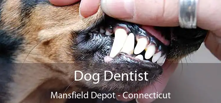 Dog Dentist Mansfield Depot - Connecticut