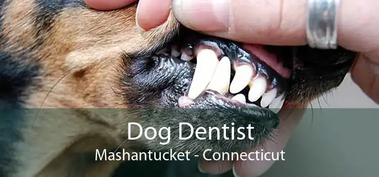 Dog Dentist Mashantucket - Connecticut