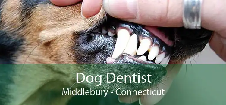 Dog Dentist Middlebury - Connecticut