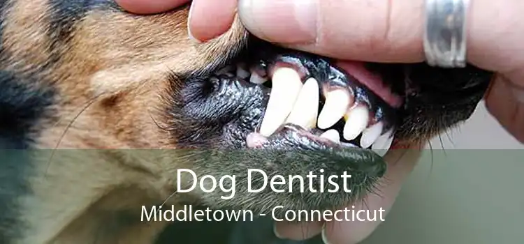 Dog Dentist Middletown - Connecticut