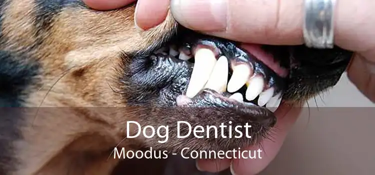 Dog Dentist Moodus - Connecticut