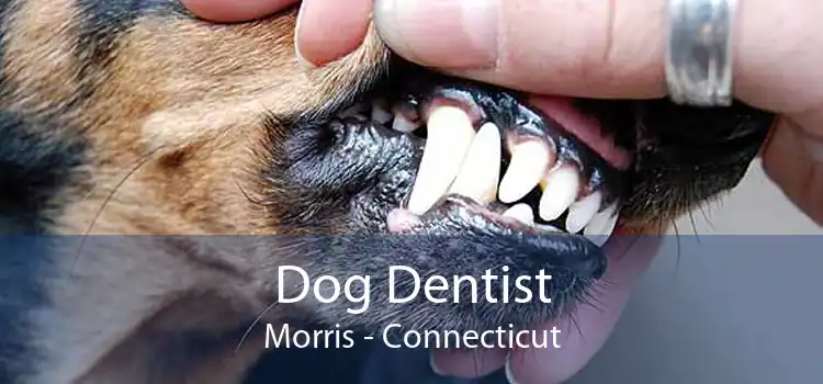 Dog Dentist Morris - Connecticut