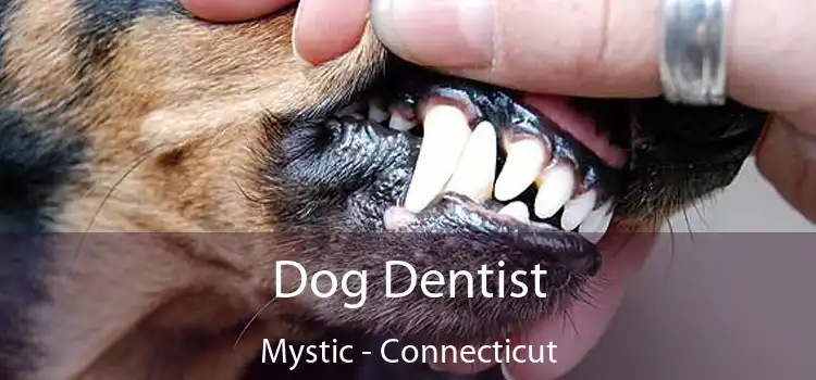 Dog Dentist Mystic - Connecticut