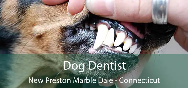 Dog Dentist New Preston Marble Dale - Connecticut