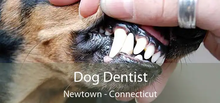 Dog Dentist Newtown - Connecticut