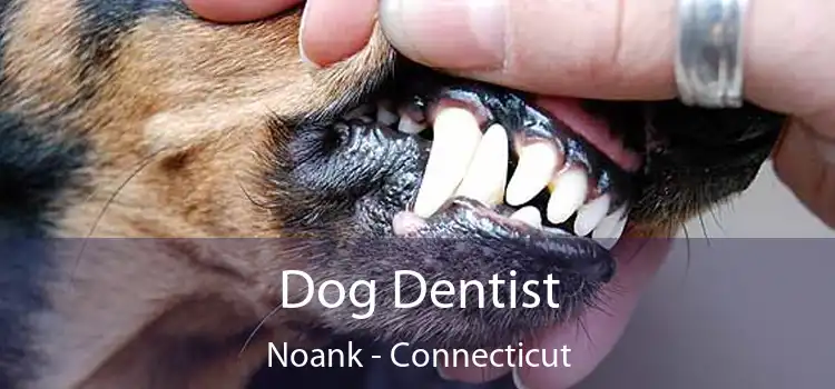Dog Dentist Noank - Connecticut