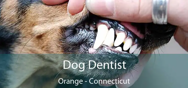 Dog Dentist Orange - Connecticut