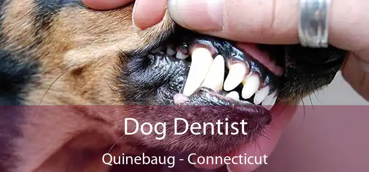 Dog Dentist Quinebaug - Connecticut
