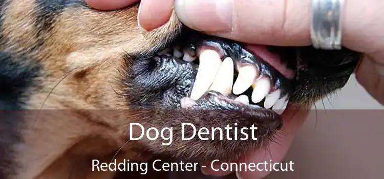 Dog Dentist Redding Center - Connecticut