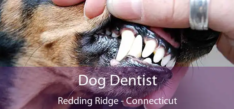Dog Dentist Redding Ridge - Connecticut