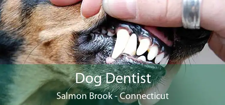 Dog Dentist Salmon Brook - Connecticut