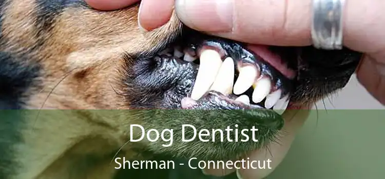 Dog Dentist Sherman - Connecticut