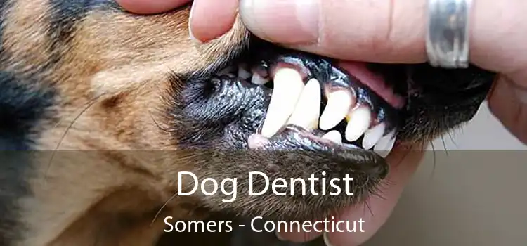 Dog Dentist Somers - Connecticut