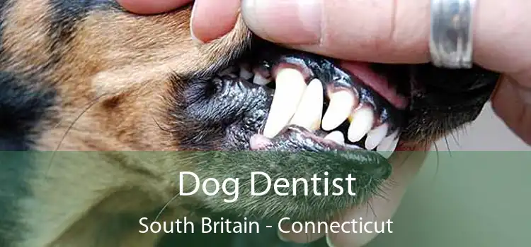 Dog Dentist South Britain - Connecticut