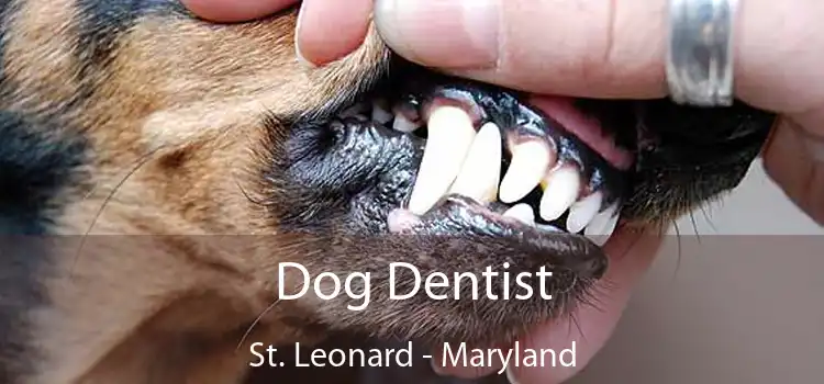 Dog Dentist St. Leonard - Maryland