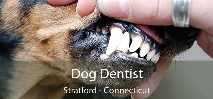 Dog Dentist Stratford - Connecticut