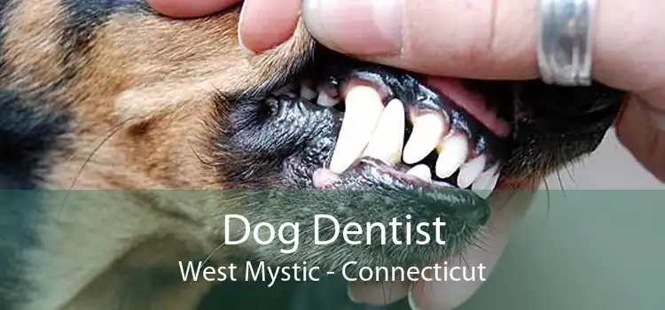 Dog Dentist West Mystic - Connecticut