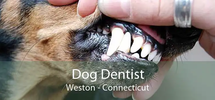 Dog Dentist Weston - Connecticut