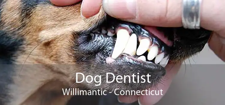 Dog Dentist Willimantic - Connecticut