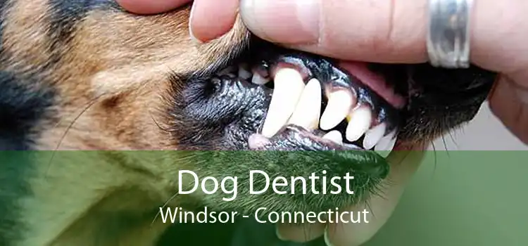Dog Dentist Windsor - Connecticut
