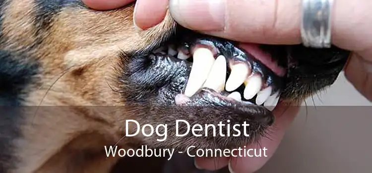 Dog Dentist Woodbury - Connecticut