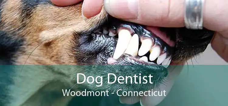 Dog Dentist Woodmont - Connecticut