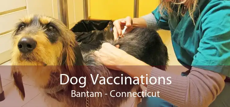 Dog Vaccinations Bantam - Connecticut