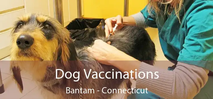 Dog Vaccinations Bantam - Connecticut
