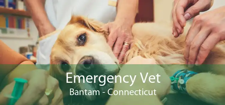 Emergency Vet Bantam - Connecticut